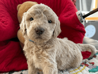 Goldendoodle dogs for sale: Dark Blue Collar - Ad 2