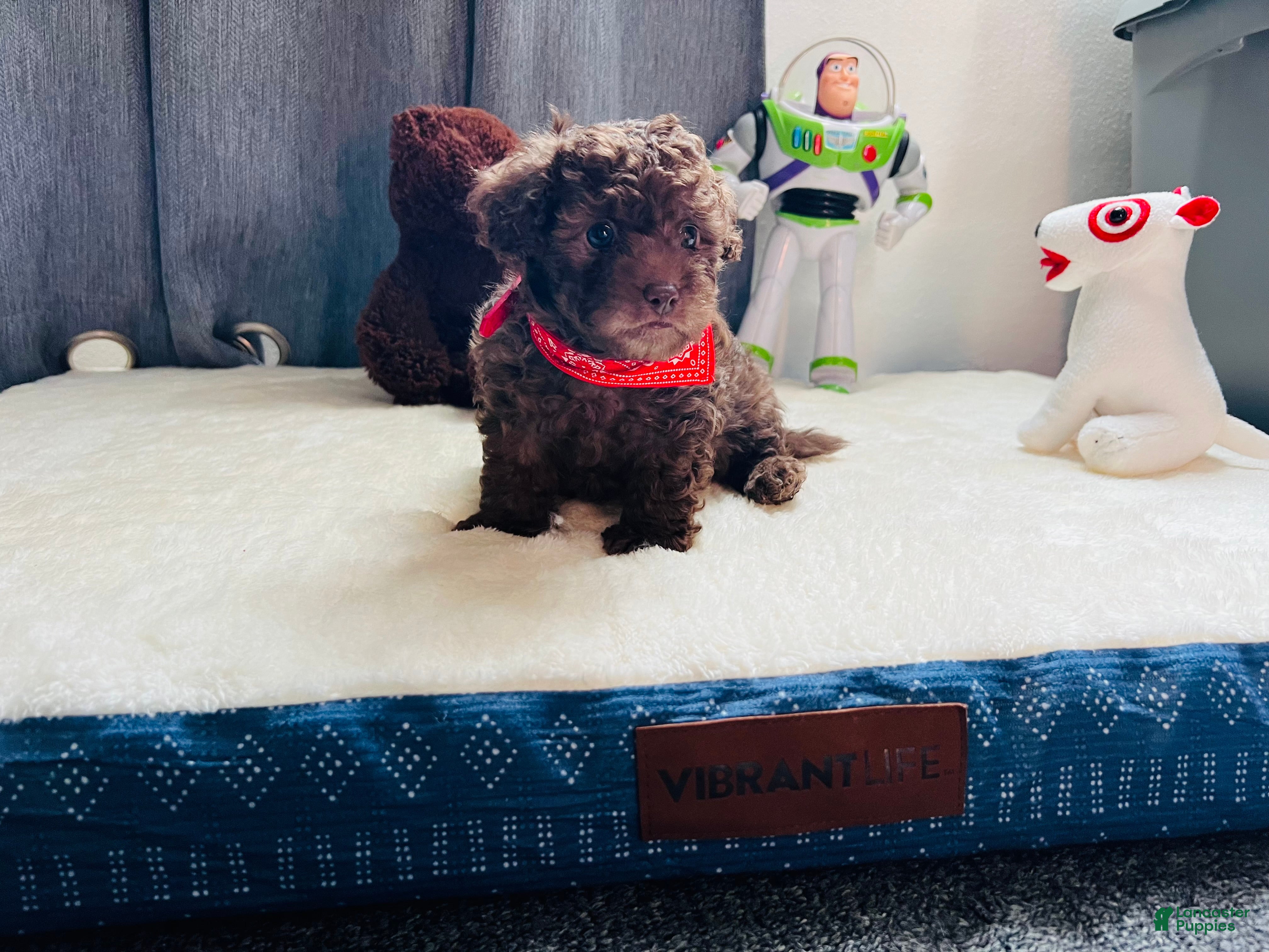 Toy Poodle dogs Baby Toy Poodle - Ad 2