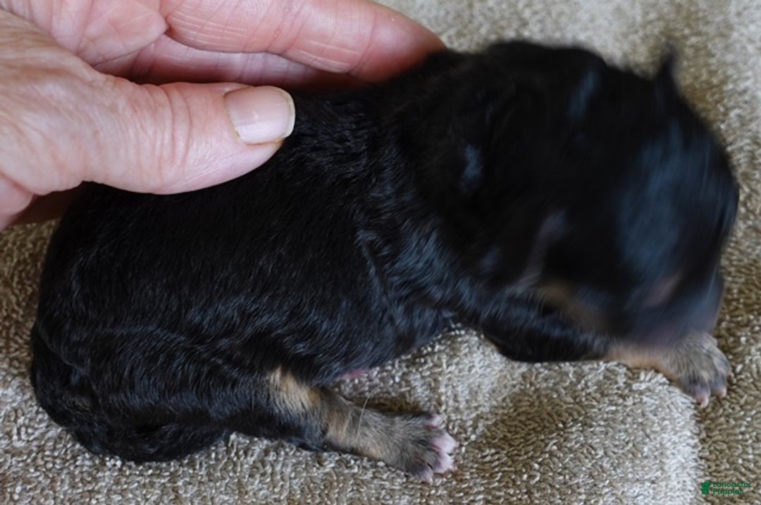 Maltipoo dogs for sale: Zircon - Ad 4