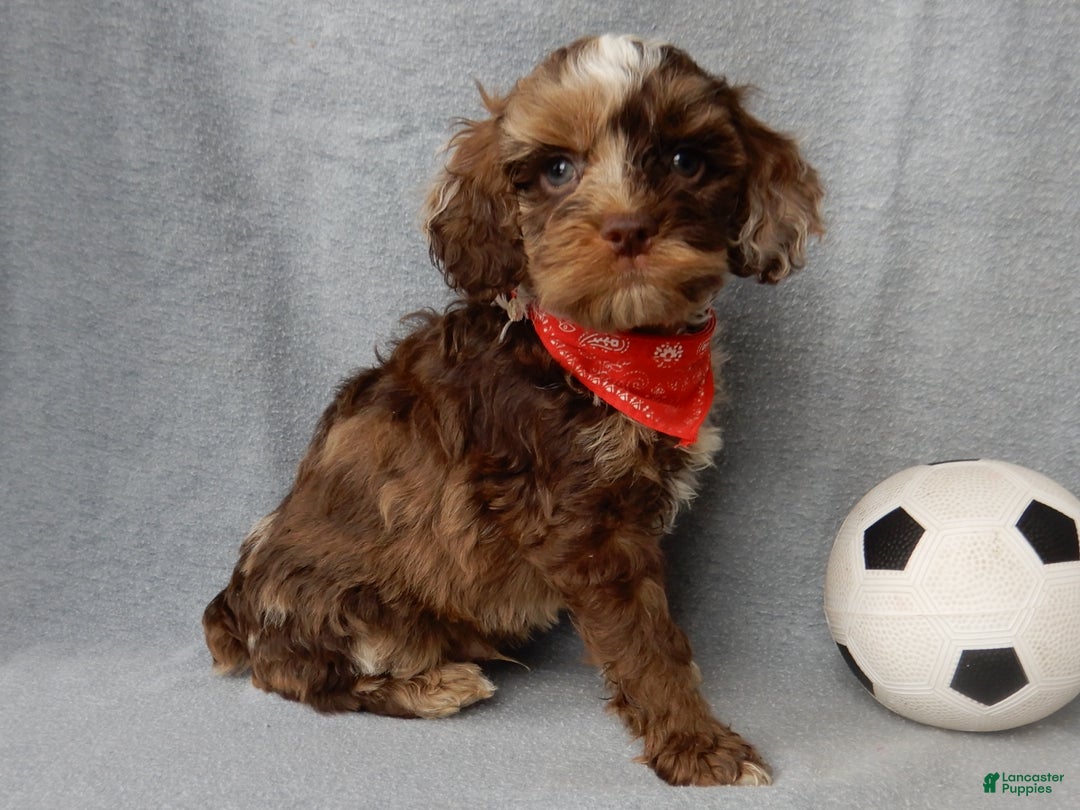 Cockapoo dogs for sale: Royal - Ad 3