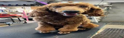 Standard Poodle dogs for sale: Beaux - Ad 5
