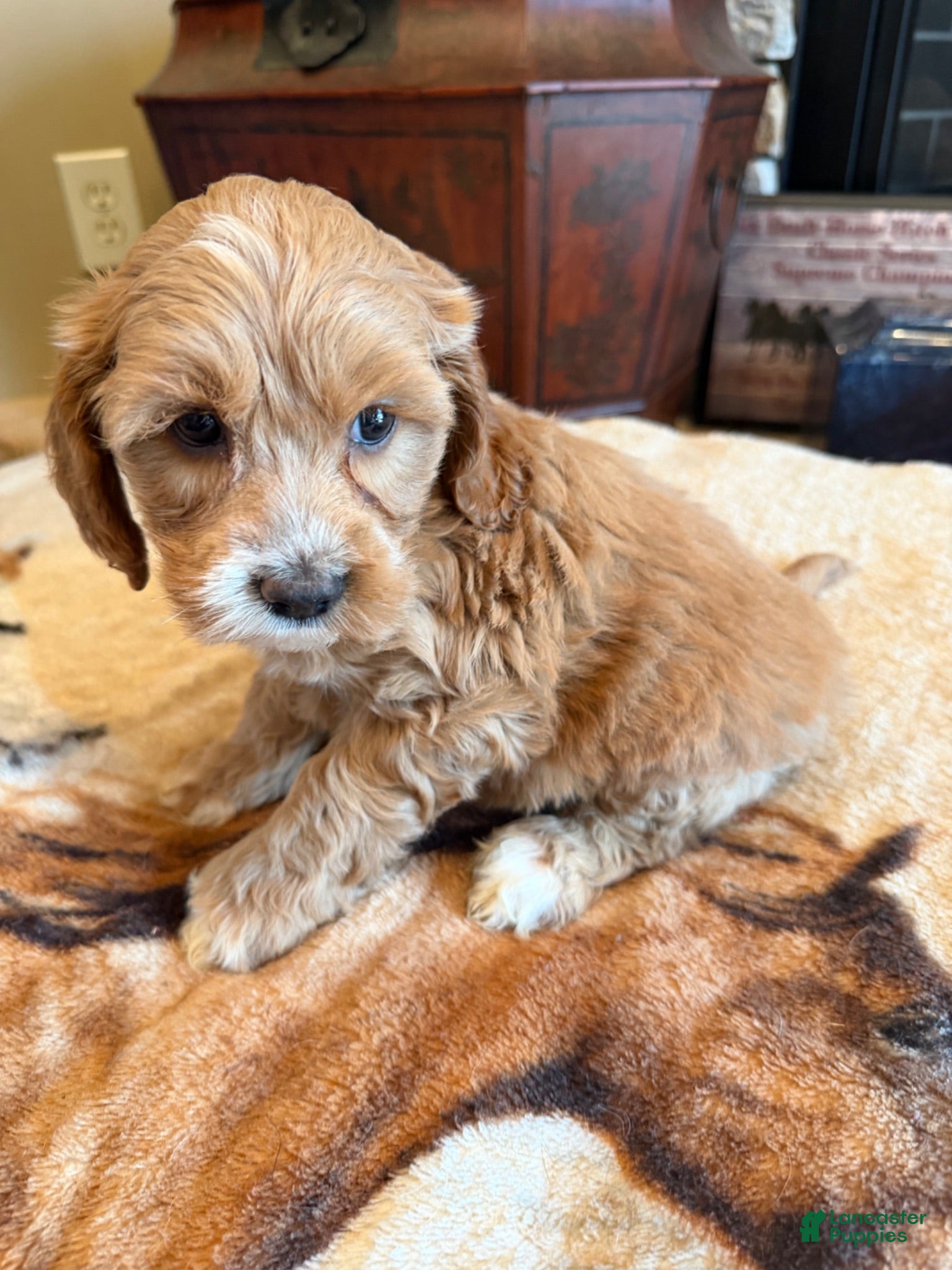 Cockapoo dogs Gino - Ad 2