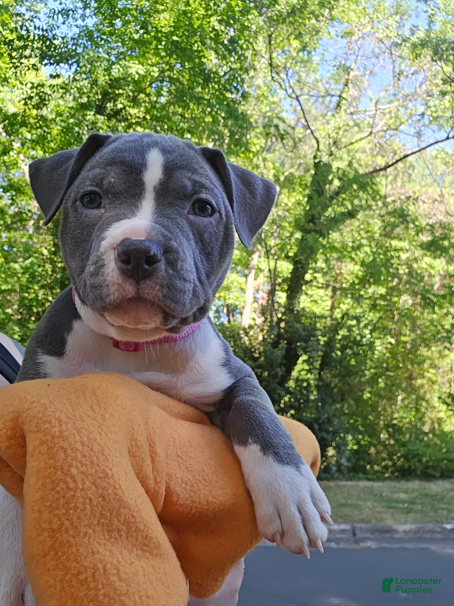 American Bully dogs Li Mei - Ad 1