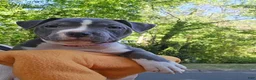 American Bully dogs for sale: Li Mei - Ad 1