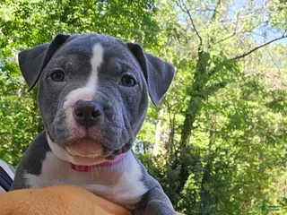 American Bully dogs for sale: Li Mei - Ad 3