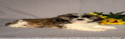 Shih Tzu dogs for sale: Cooper - Ad 5
