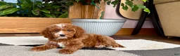 Cavapoo dogs for sale: Cavapoo male 2 - Ad 7