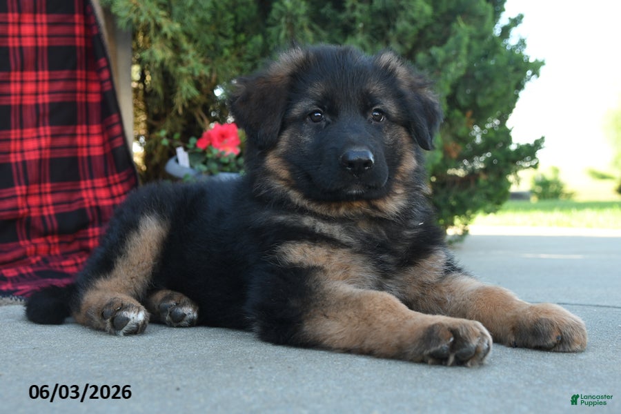 Mixed Breed dogs Rocky  - Ad 2