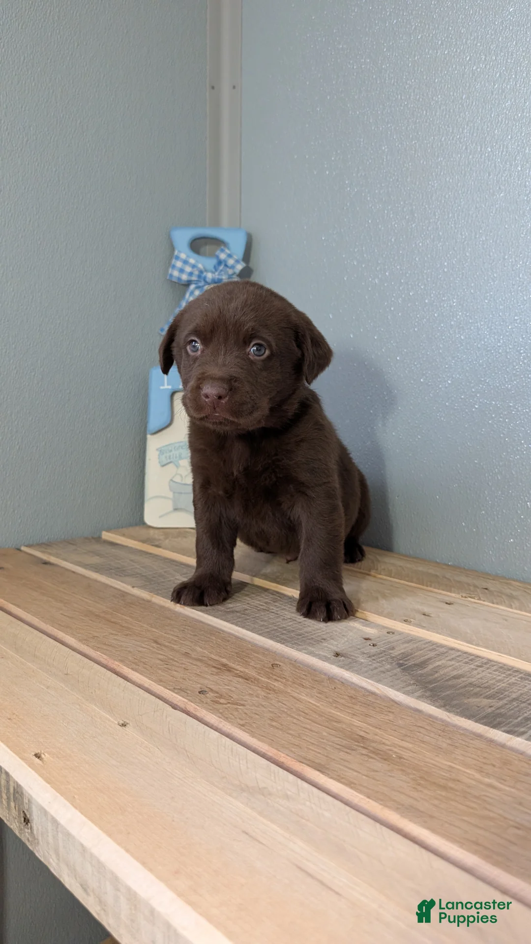 Labrador Retriever dogs for sale: Bentley  - Ad 7