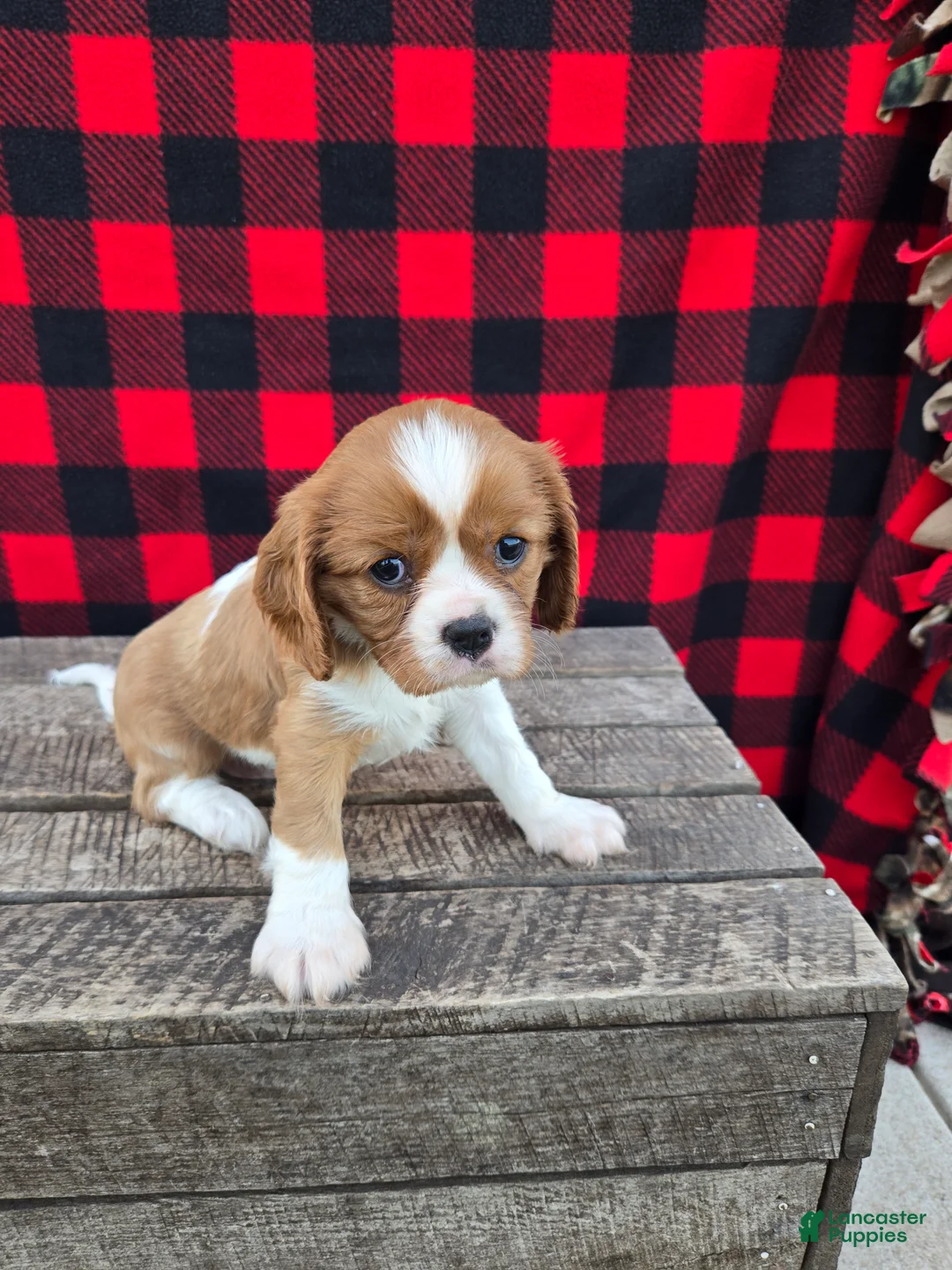 Cavalier King Charles Spaniel dogs for sale: Buttercup - Ad 1