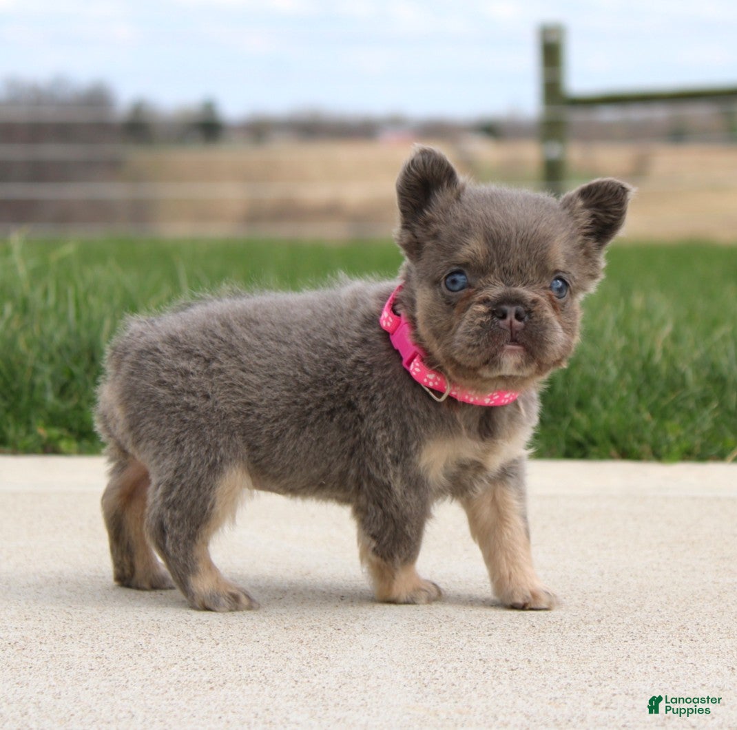 French Bulldog dogs Miss Tiny - Ad 2