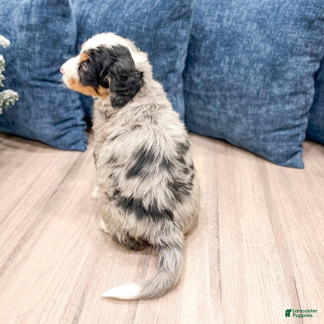 Mini Bernedoodle dogs for sale: Harley - Ad 5