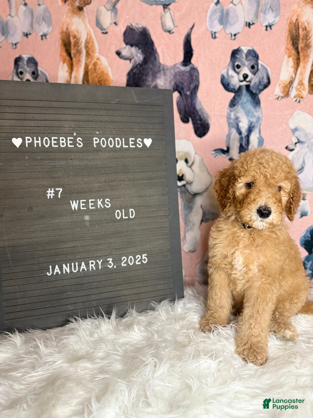 Standard Poodle dogs for sale: Standard Poodle Puppy 3 - Ad 6