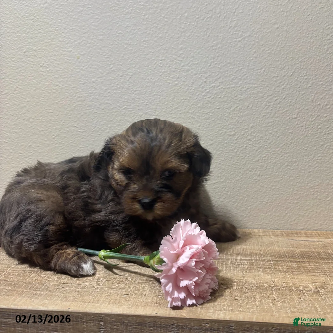 Shihpoo dogs for sale: Abby - Ad 2