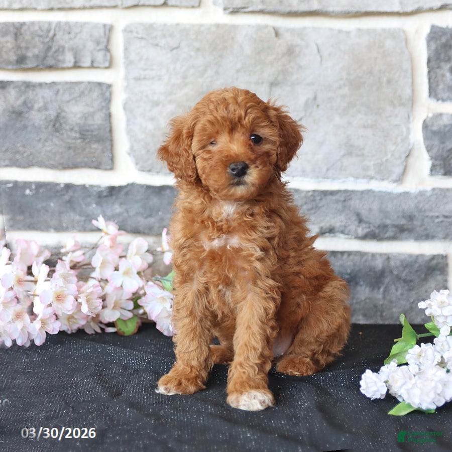 Miniature Poodle dogs Sweetie - Ad 1