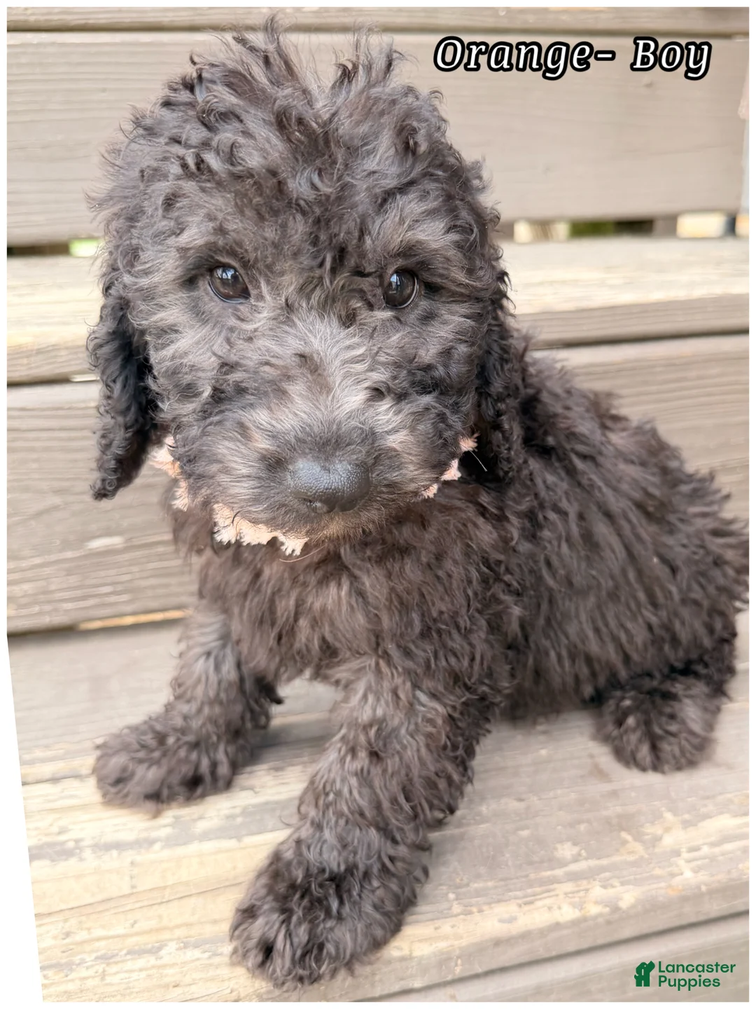 Mini Sheepadoodle dogs for sale: Orange Boy - Ad 3
