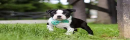 Boston Terrier dogs for sale: Atlas - Ad 1