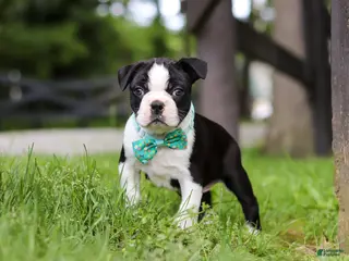 Boston Terrier dogs for sale: Atlas - Ad 1