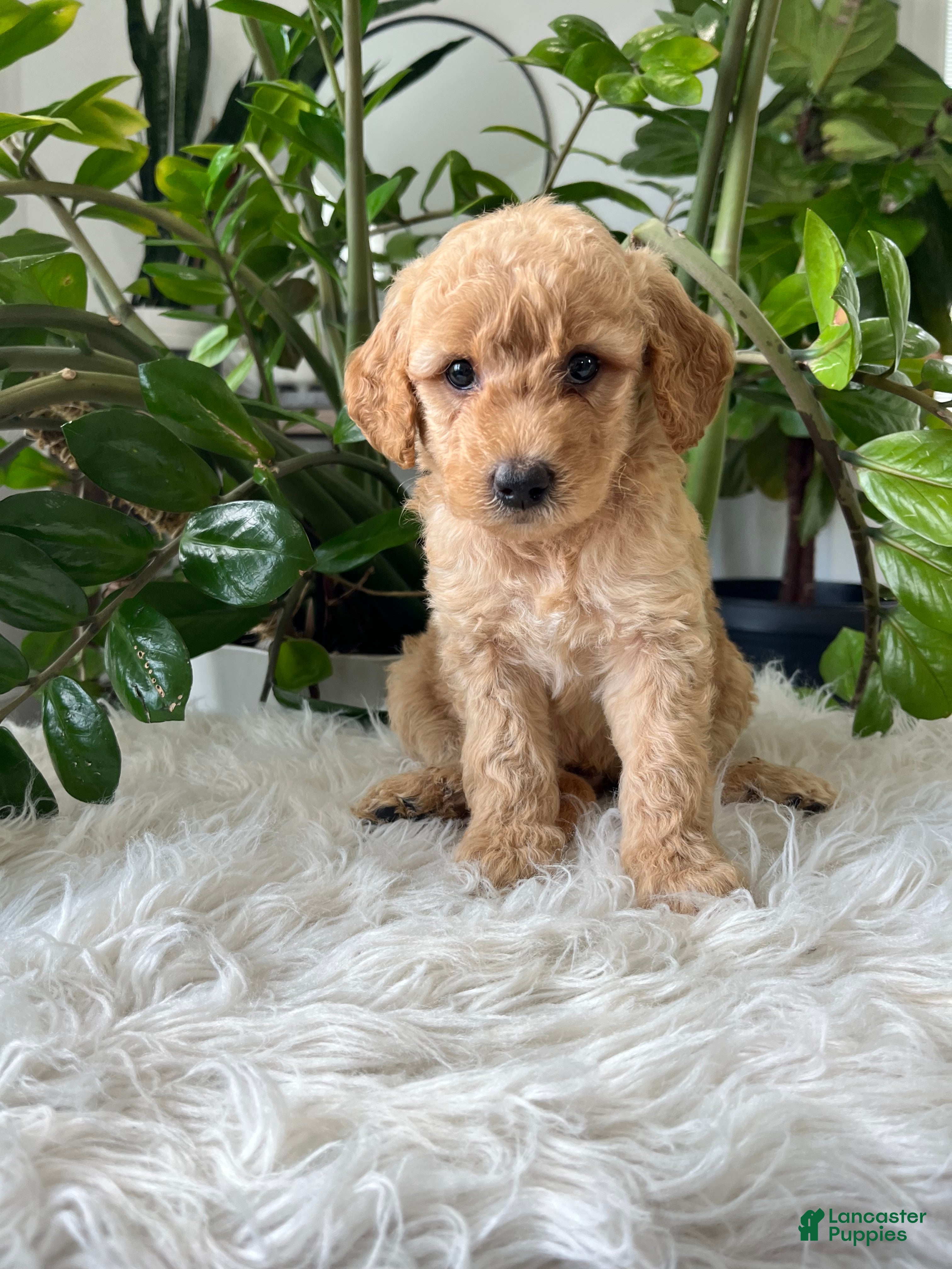 Mini Goldendoodle dogs Champ - Ad 1