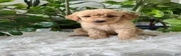 Mini Goldendoodle dogs for sale: Champ - Ad 1
