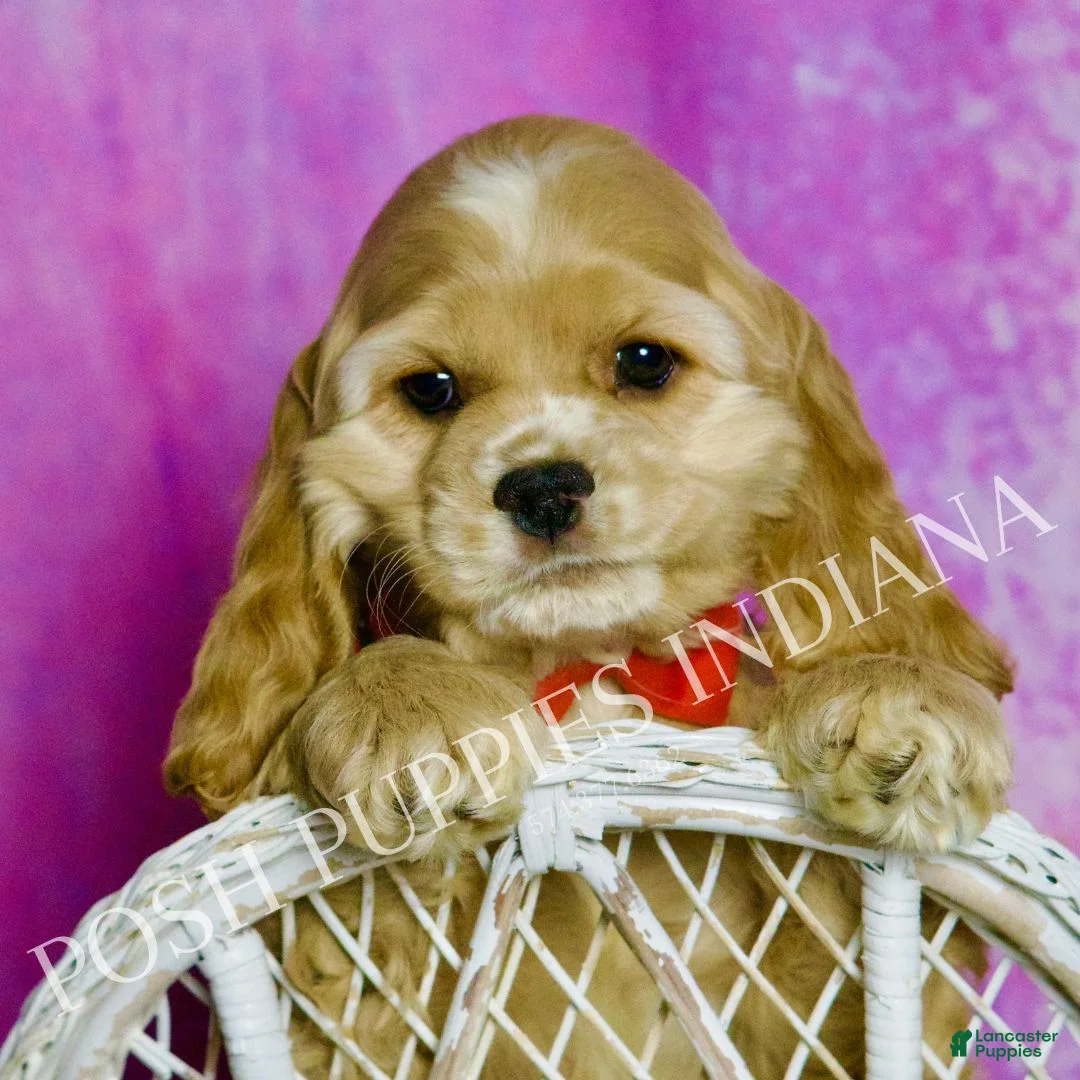 Cocker Spaniel dogs for sale: Bennie - Ad 4