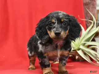Miniature Dachshund dogs Sadie - Ad 3
