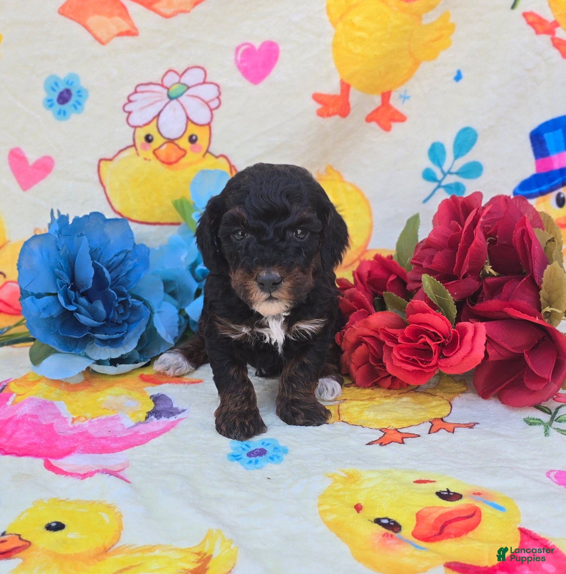 Cavapoo dogs Memo - Ad 38