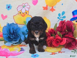 Cavapoo dogs Memo - Ad 38
