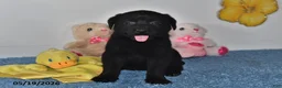 Labrador Retriever dogs for sale: Mindy - Ad 4