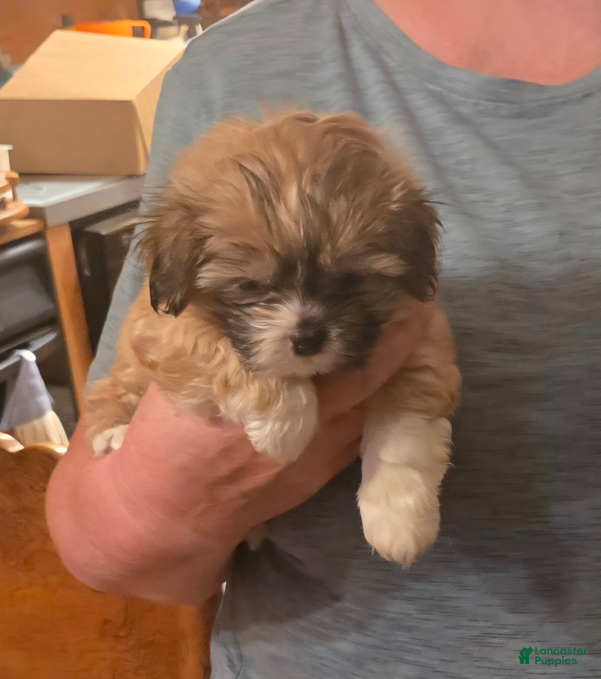 Shih Tzu Golden Retriever Boxer Mix Puppies Benji