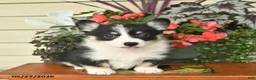 Welsh Corgi Pembroke dogs for sale: Aspen  - Ad 2