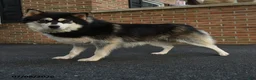 Pomsky dogs for sale: Ace - Ad 6