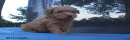 Yorkiepoo dogs for sale: George - Ad 7