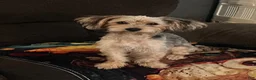 Yorkiepoo dogs for sale: Cole - Ad 6