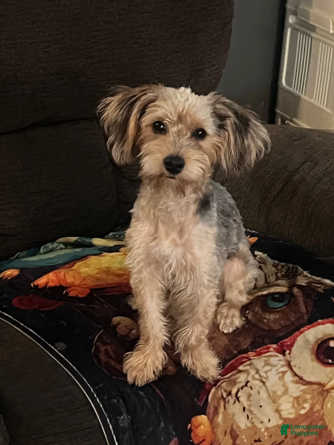 Yorkiepoo dogs for sale: Cole - Ad 6