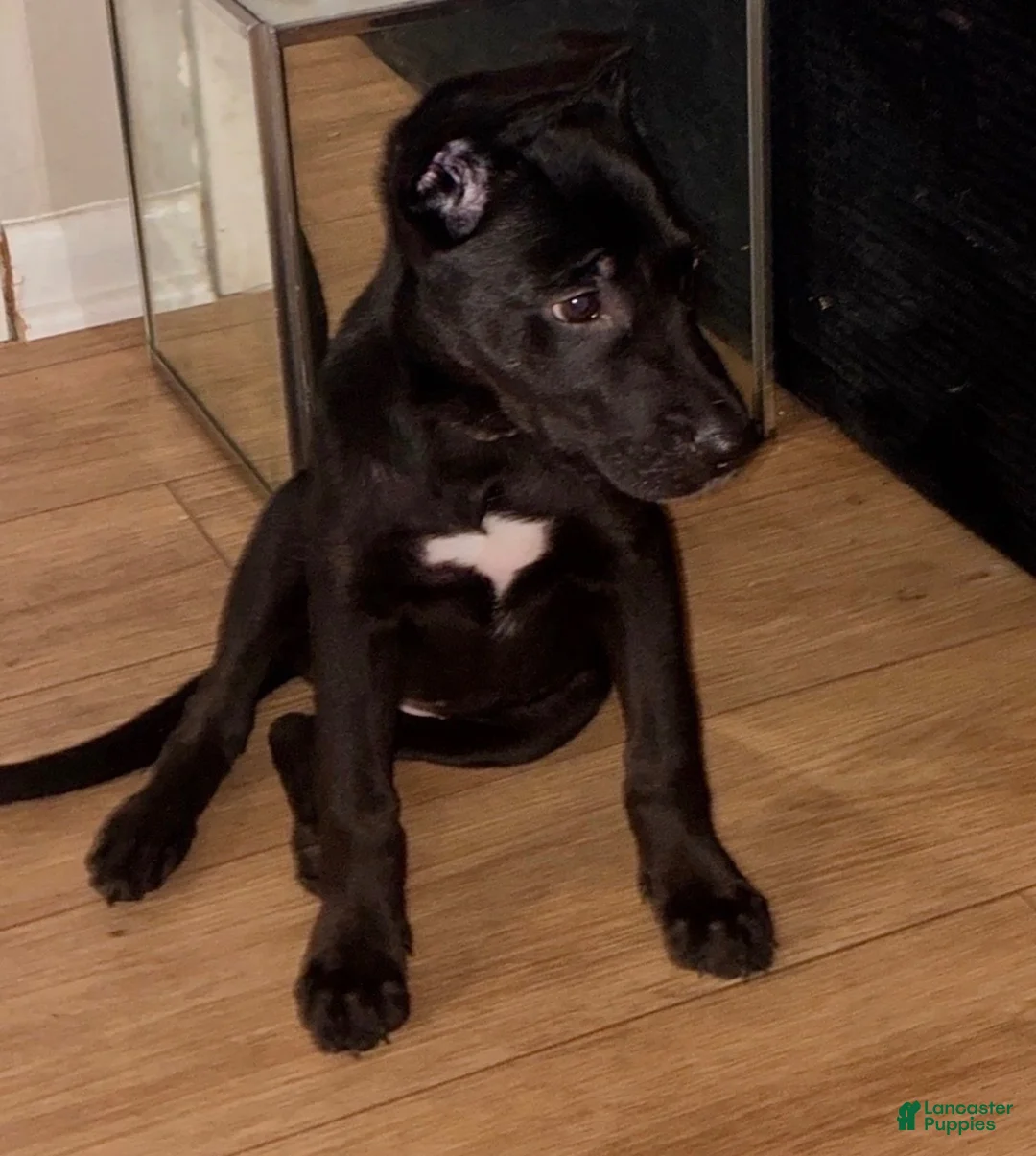 Mixed Breed dogs for sale: Pairs - Ad 1