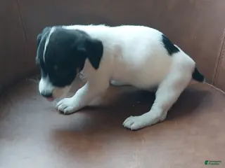 Jack Russell Terrier dogs Jack Russell Terrier 2 - Ad 24