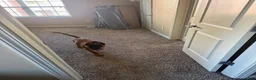 Belgian Malinois dogs for sale: Apollo - Ad 2