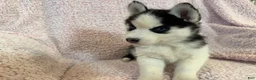 Siberian Husky dogs for sale: Princess Nox - Ad 14