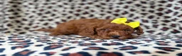 Mini Goldendoodle dogs for sale: Sydney - Ad 4