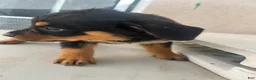 Mixed Breed dogs for sale: Mixed Breed 2 - Ad 6