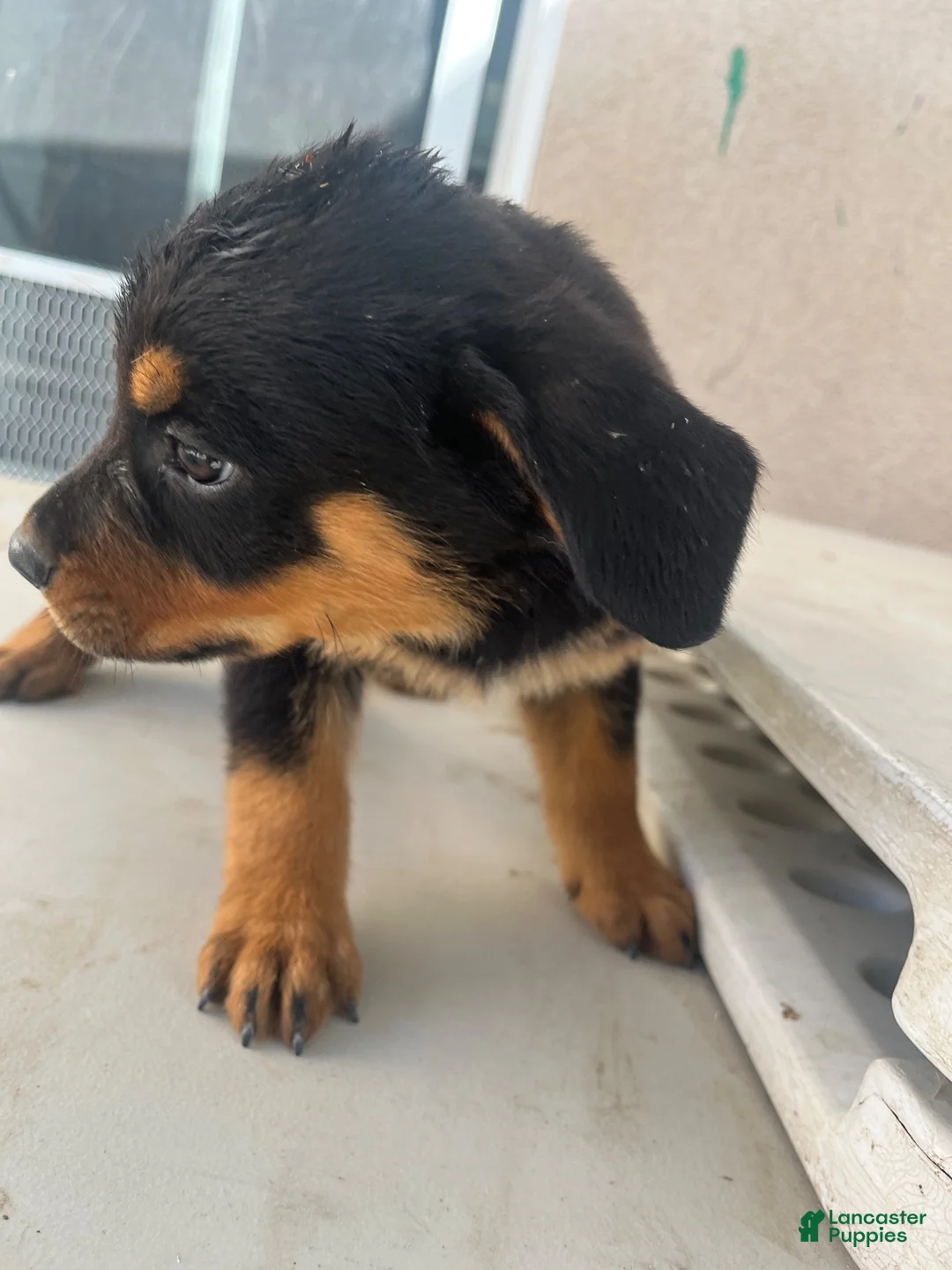Mixed Breed dogs for sale: Mixed Breed 2 - Ad 6