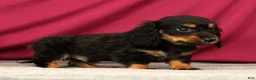 Miniature Dachshund dogs for sale: Skittles - Ad 2