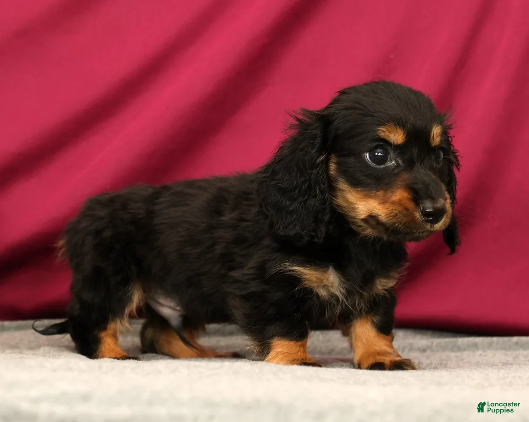Miniature Dachshund dogs for sale: Skittles - Ad 2