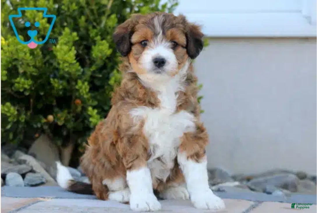 Aussiedoodle dogs Sage - Ad 15