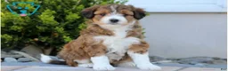 Aussiedoodle dogs for sale: Sage - Ad 1