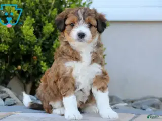 Aussiedoodle dogs Sage - Ad 15