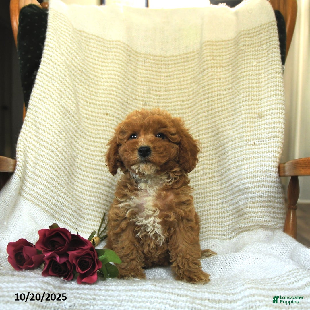 Cockapoo dogs for sale: Cindy - Ad 10