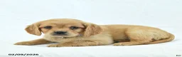 Miniature Golden Retriever dogs for sale: Cutie - Ad 3