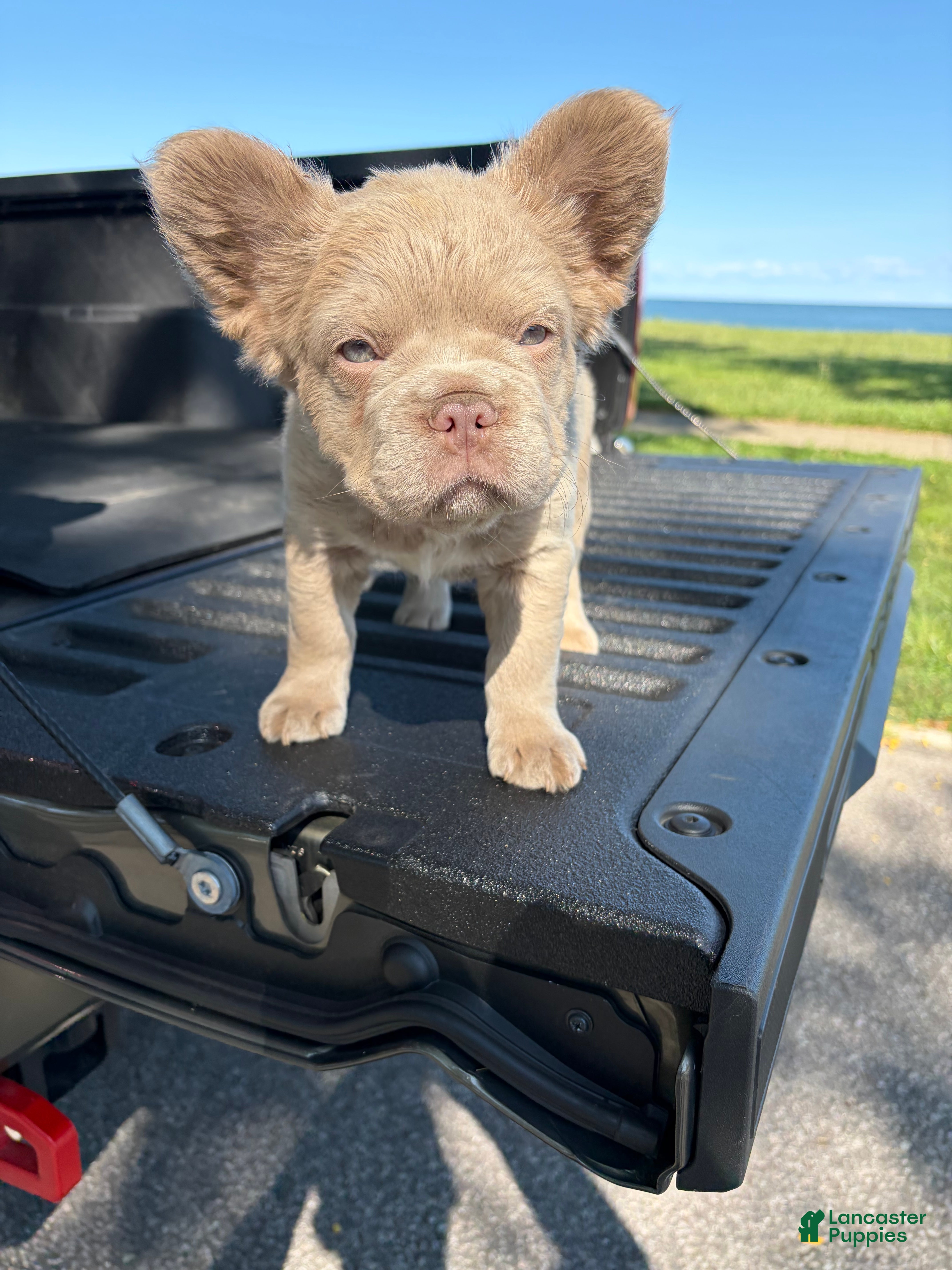 French Bulldog dogs French Bulldog 4 - Ad 1